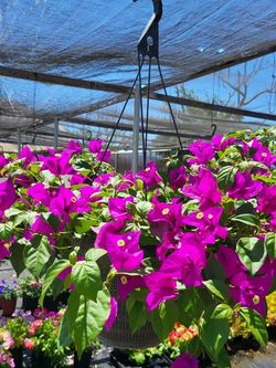 Hanging Baskets.  Bougainvillea 