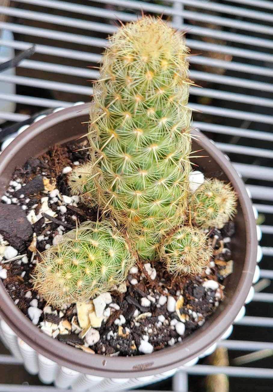 Ladyfinger Cactus| Mammillaria Elongata | Gold Lace Cactus | Golden Star Cactus