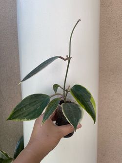 Hoya macrophylla ‘Albomarginata’ plant