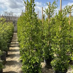 Ficus Nitida Indian Laurel Privacy Hedge
