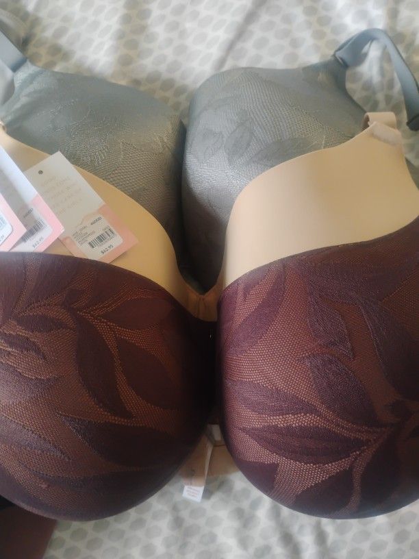 Cacique Collection Bras