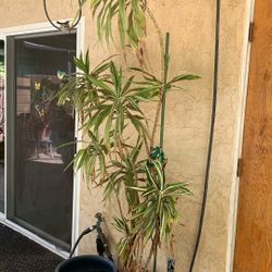 Dracaena Plant —About 7’ Tall