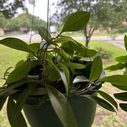 Hoya Plants