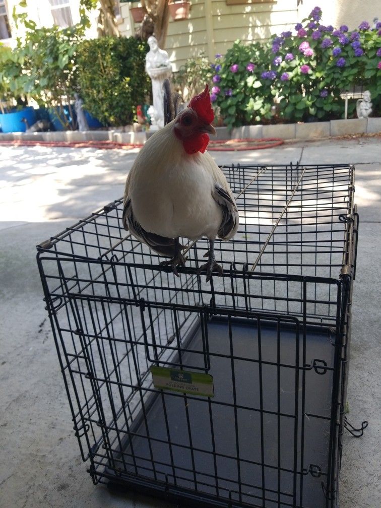 Bird cage Dod Cage Small Medium size