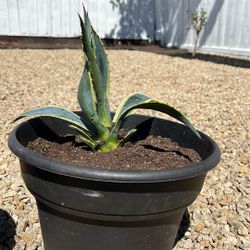 American Agave