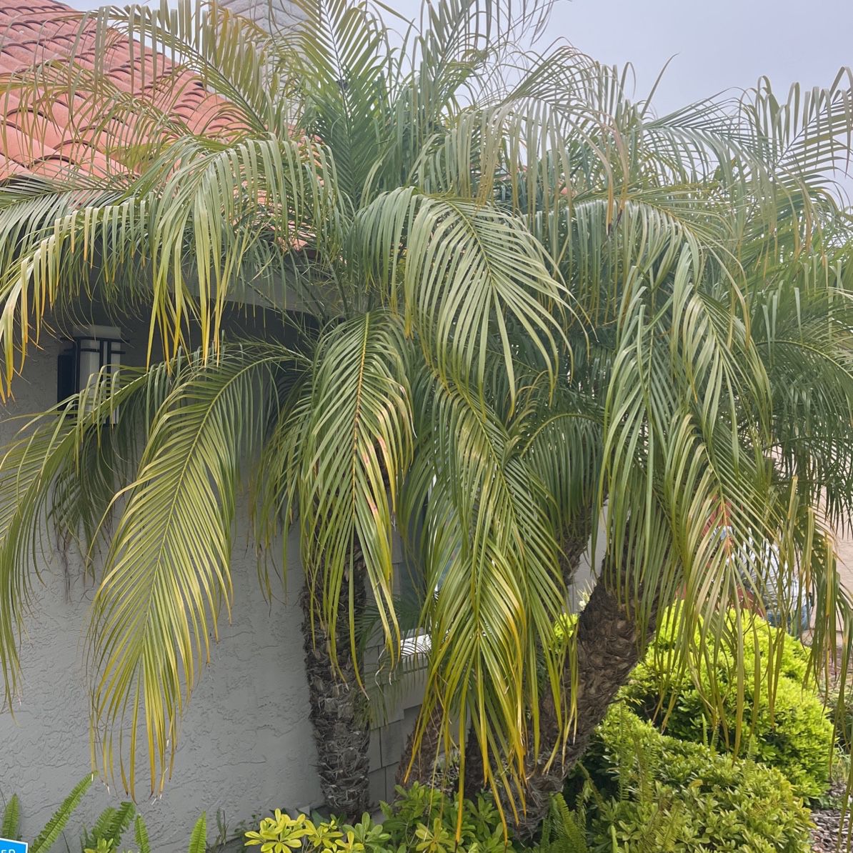 Pygmy Date Palms For Sale 