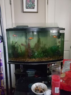 Complete 55 Gallon Bowl Front Fishtank