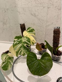 Monstera albos and Philodendron