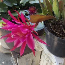 Epiphyllum. Quỳnh Hương