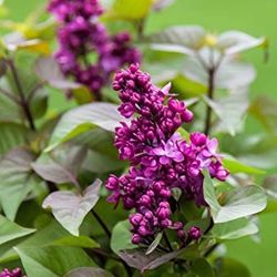 Large Fragrant Lilacs For Sale At Wholesale Prices 