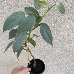 Beautiful Philodendron Silver Sword Plant