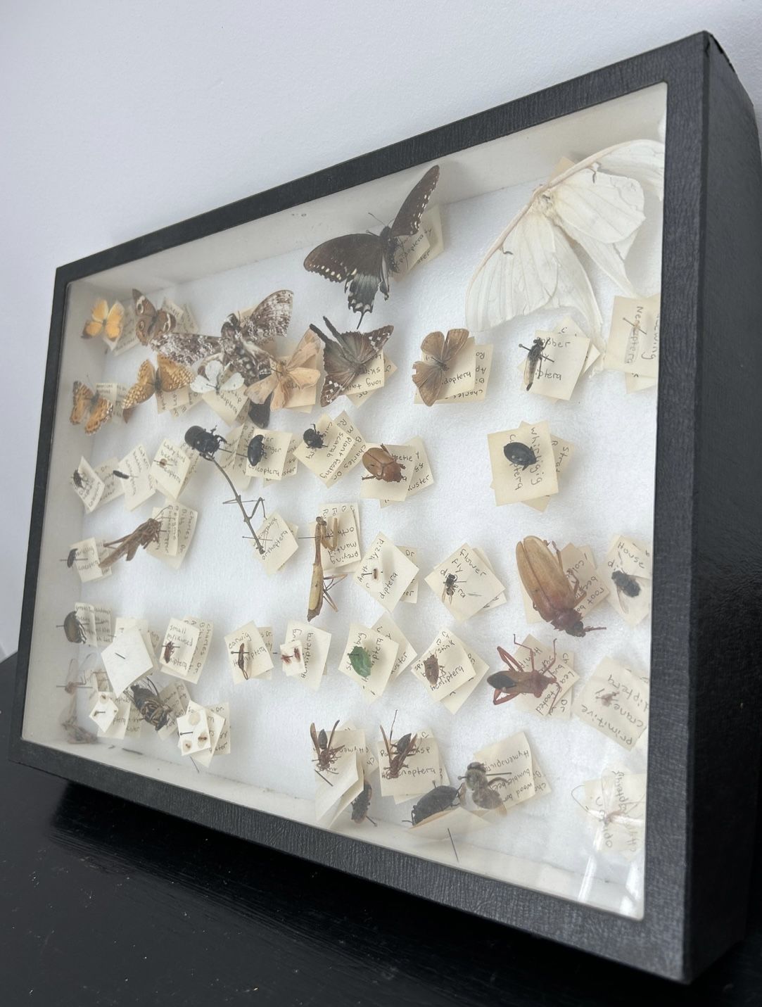  Insects In A Shadow Box-Super Cool Entomology Project 