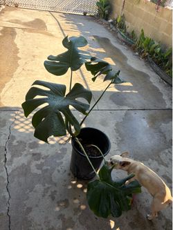 Monstera Deliciosa plant