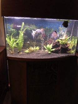 55 Gallon Fish 🐟 Tank