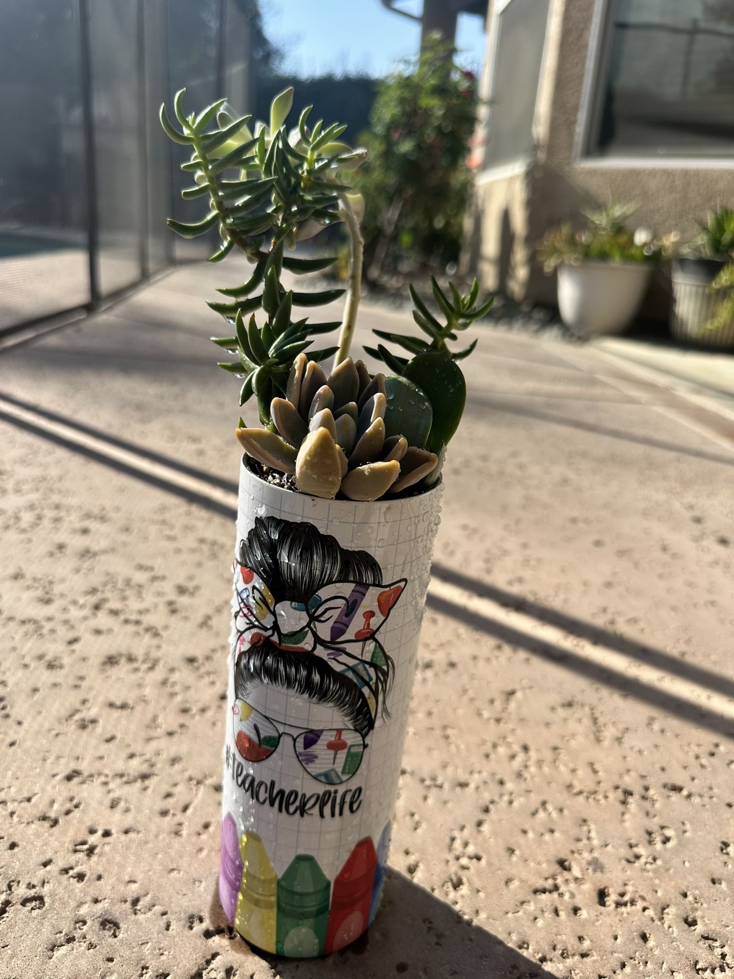 Succulent Arrangements