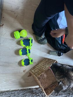 Dog shoes