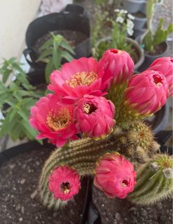 Pink Torch Cactus