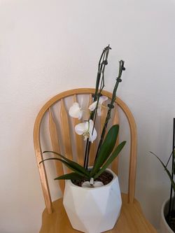 Orchid /orquidea