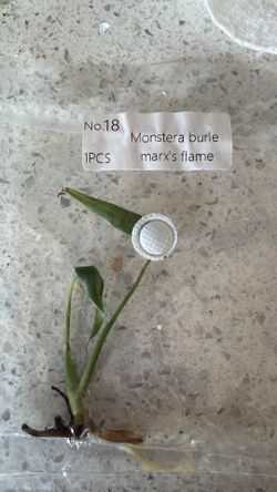 Monstera Burle Marx Flame TC