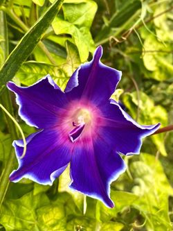 Rare Japanese "Blue Picotee" Morning Glory Starts 🌸