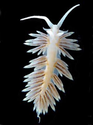 Berghia nudibranch