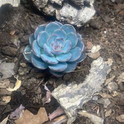 Echeveria Succulent 