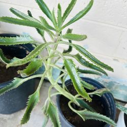 KALANCHOE PLANTS BIG PLANT READY FOR TRASPLANTER MEDICINAL MALA MADRE PLANTA 