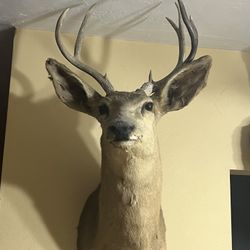 2 Real Deer Heads Mounts 