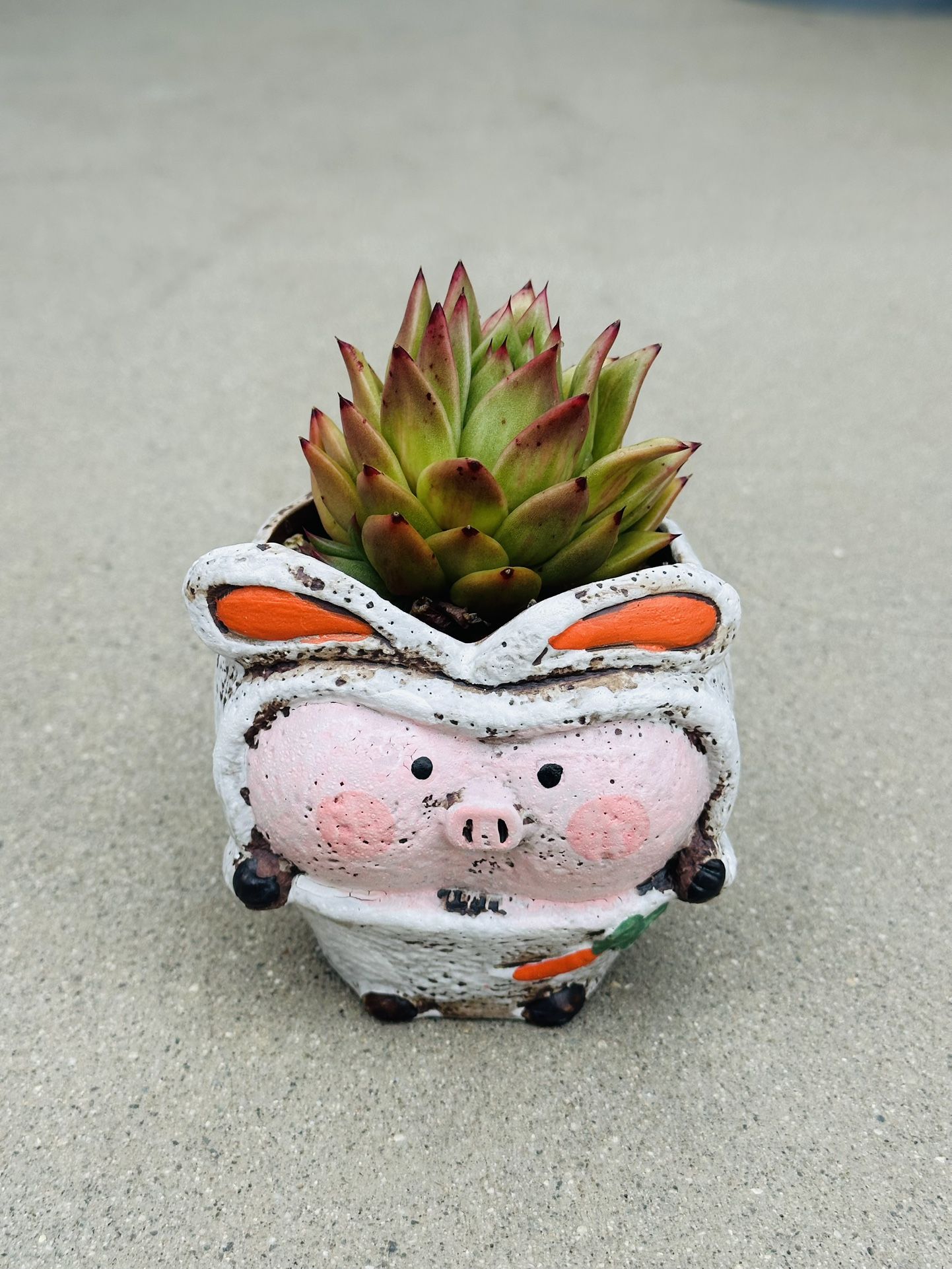 Succulents plants 🪴