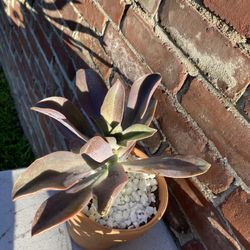 Large Fred Ives Graptoveria Succulent