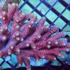 PINK MILLEPORA FRAGS