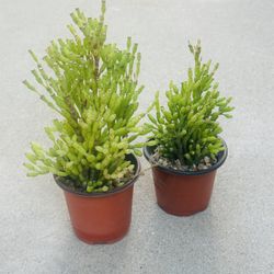 Succulents plants 🪴（2 for $5）