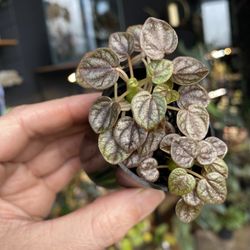 ✨ Peperomia | Piccolo Banda ✨