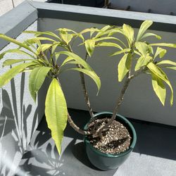 Plumeria with Pot