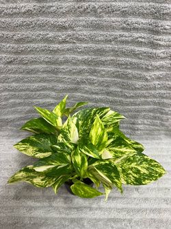Variegated Pothos Live Indoor Plant