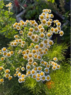 🌼 blooming daisy feverfew daisy plant in 5 gallon
