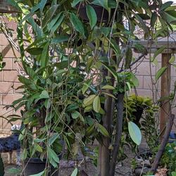 Hoya Pubicalix Splash Big Plant!!