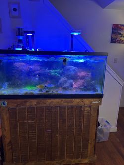 75 gallon salt water fish tank