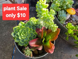 Desert rose plus succulents sale at moose lodge TODAY SUNDAY 6/29