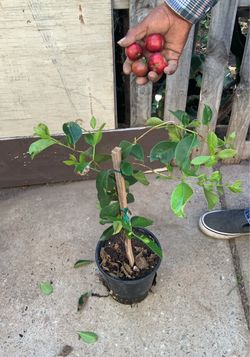 Strawberry guaba plant Planta guayaba fresa