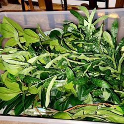 Huge Lot Of Mixed Greenery  / Eucalyptus 