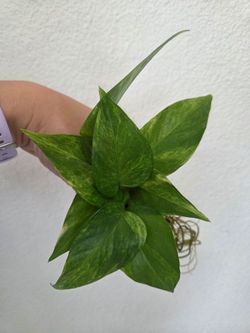 Neon Queen Pothos Plant Cuttings