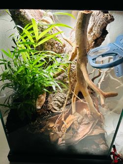 Reptile tank