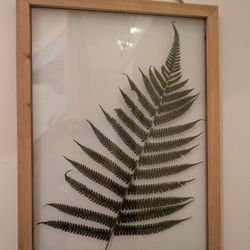Set Of Framed Fern 20x15 