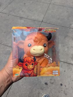 Highland cow