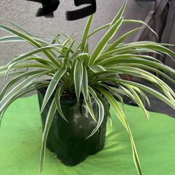 Spider Plant