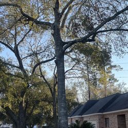 Prize winners of free estimated trees