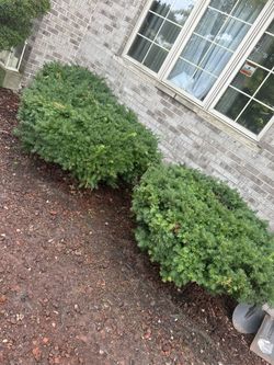 Two Bushes $100 For Both