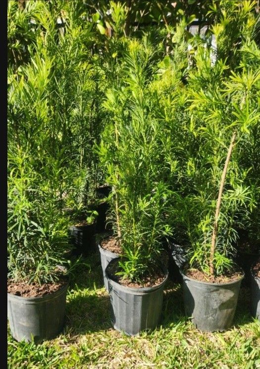 Beautiful Podocarpus Plants For Privacy!!! 3 Feet Tall Measurements Over The Pot!!! Fertilized
