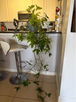 Large plant